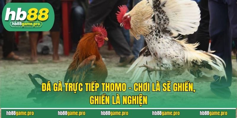 Đá Gà Trực Tiếp Thomo - Chơi Là Sẽ Ghiền, Ghiền Là Nghiện 1 Đá Gà Trực Tiếp Thomo - Chơi Là Sẽ Ghiền, Ghiền Là Nghiện