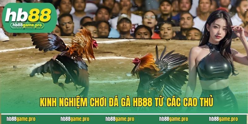 Kinh nghiệm chơi đá gà HB88 từ các cao thủ