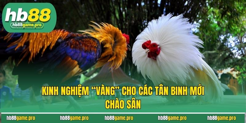 Kinh nghiệm “vàng” cho các tân binh mới chào sân